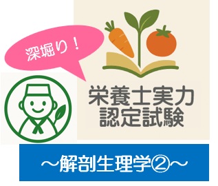 深堀り！栄養士実力認定試験過去問題～解剖生理学②～