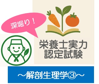 深堀り！栄養士実力認定試験過去問題～解剖生理学③～